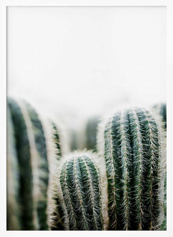 Cactus 1
