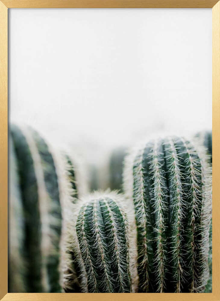 Cactus 1