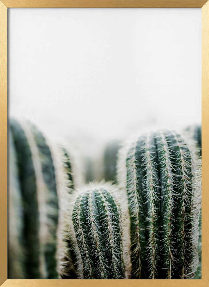 Cactus 1