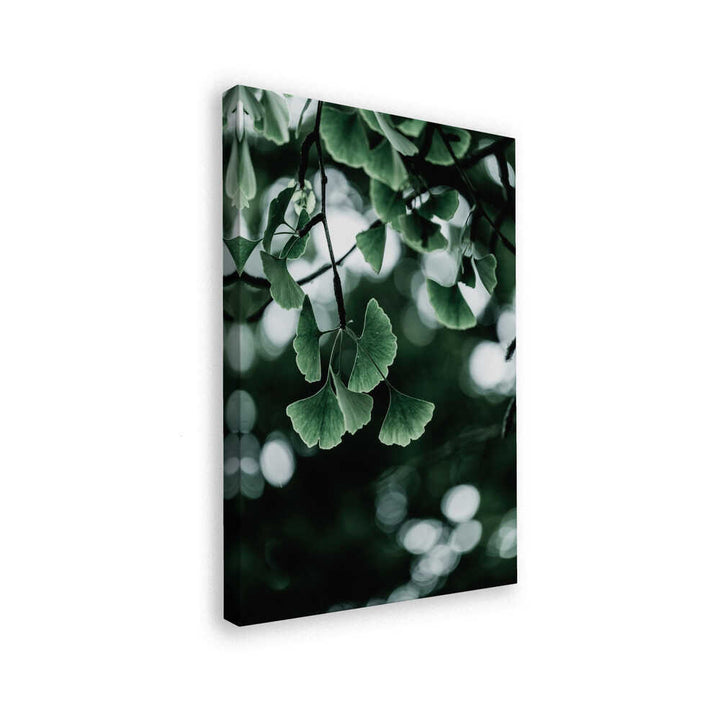 Ginko 1