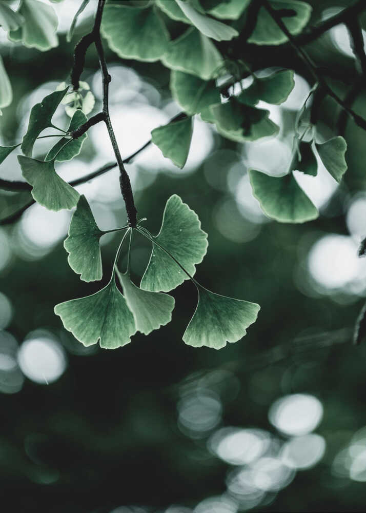 Ginko 1
