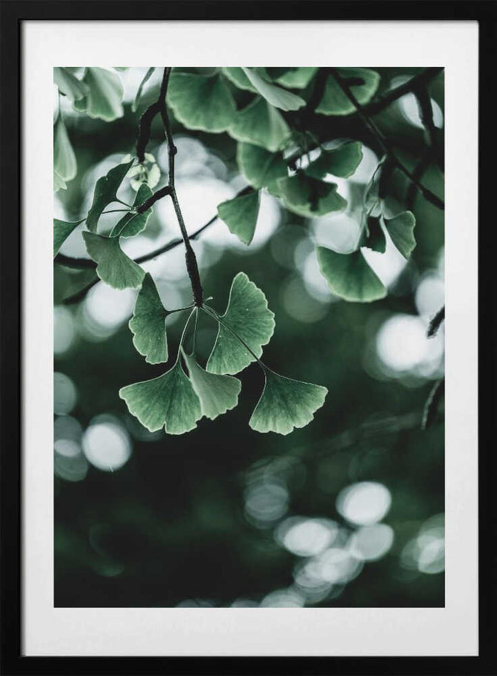 Ginko 1
