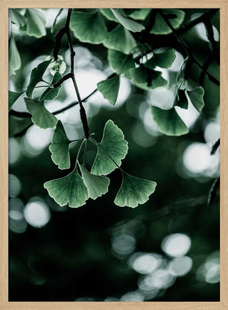 Ginko 1