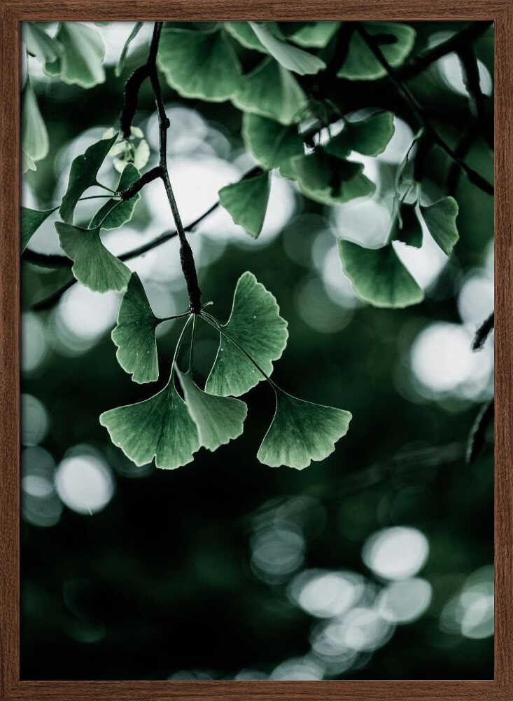 Ginko 1