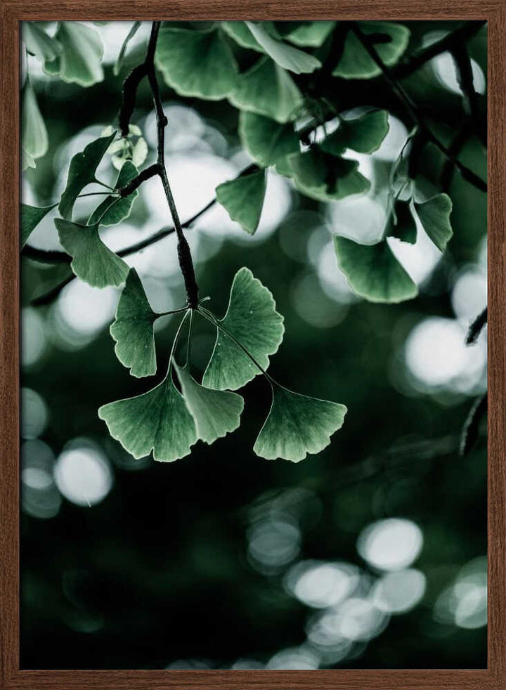 Ginko 1