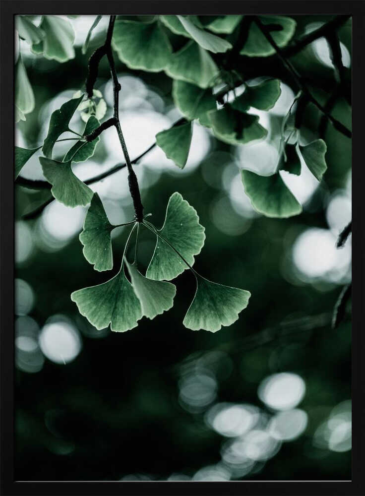 Ginko 1
