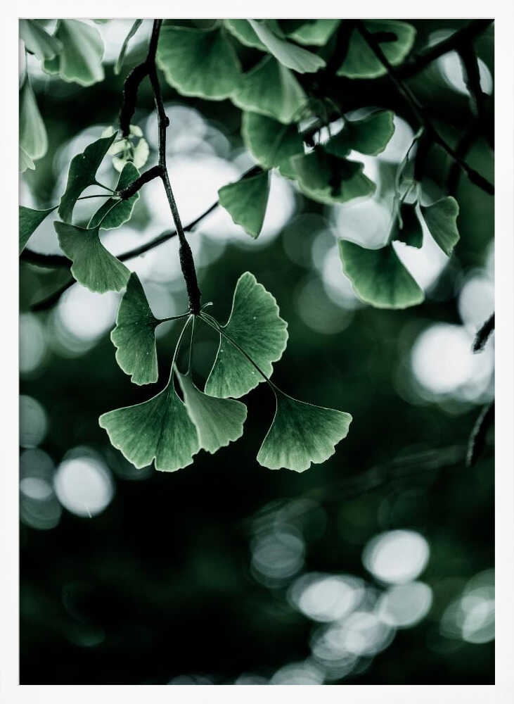 Ginko 1