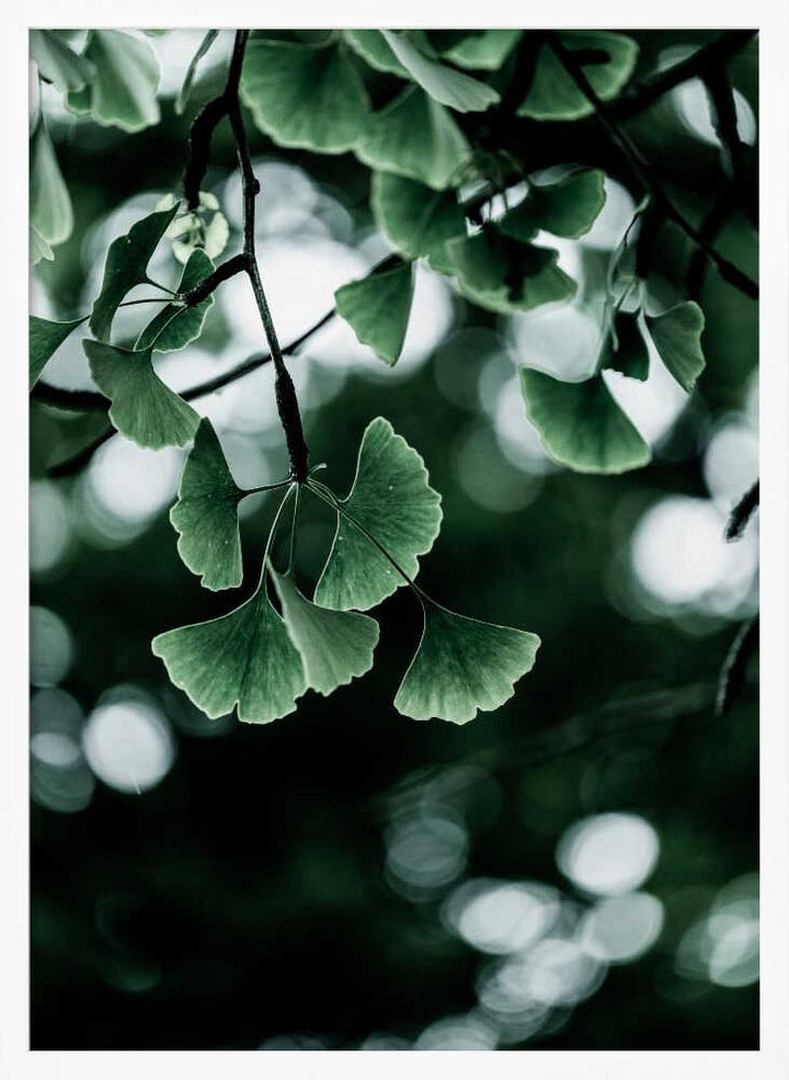 Ginko 1