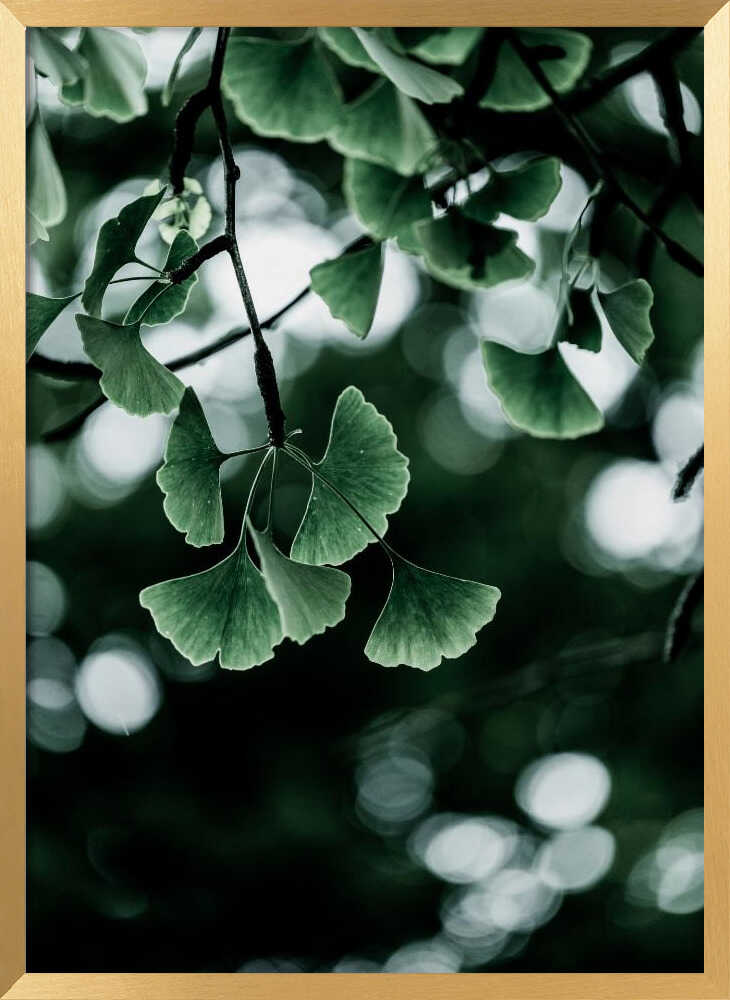 Ginko 1
