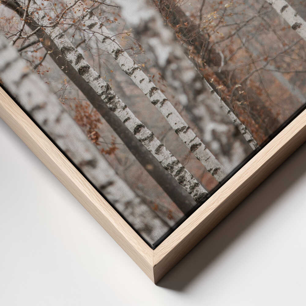 Birch Trees 6