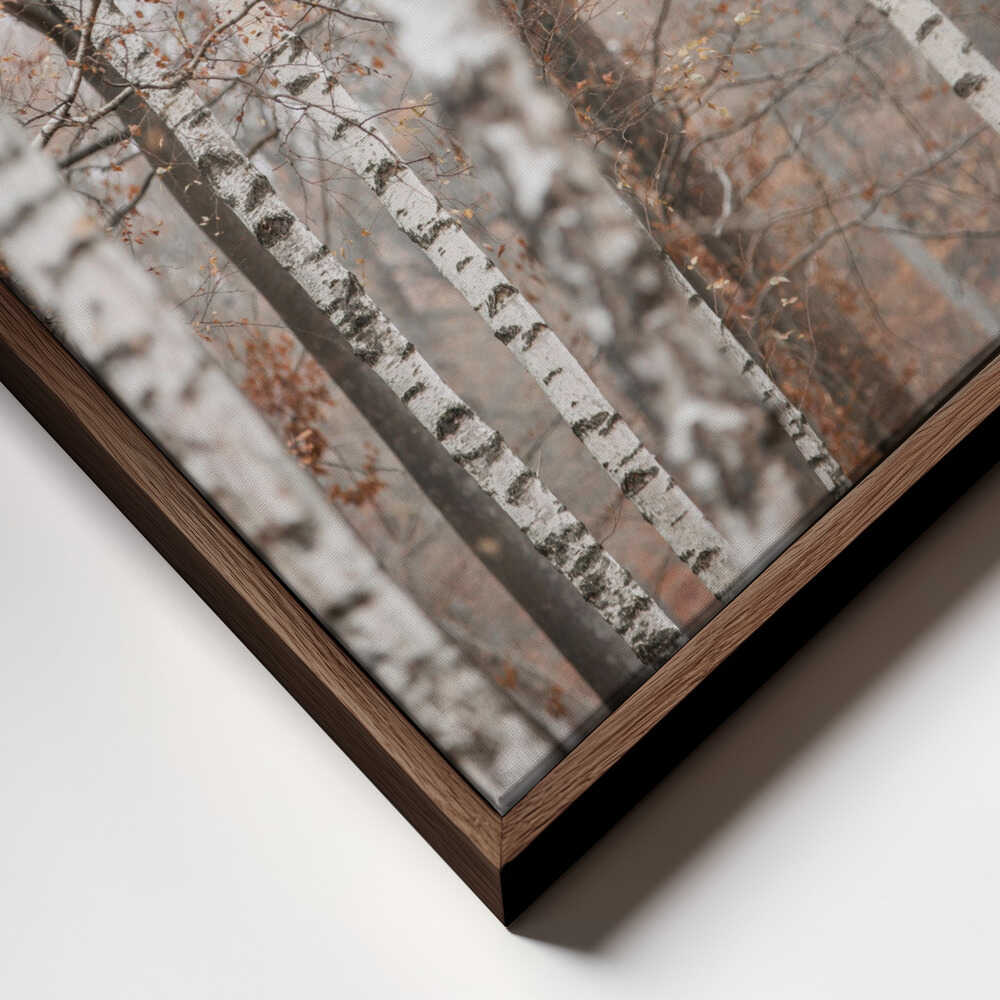 Birch Trees 6