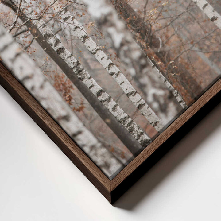 Birch Trees 6