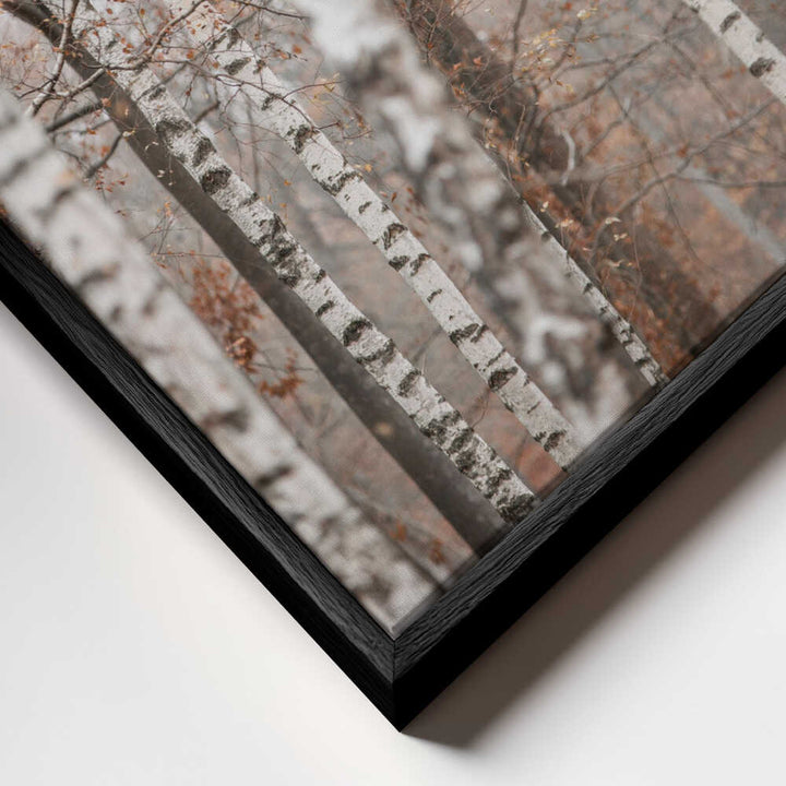 Birch Trees 6