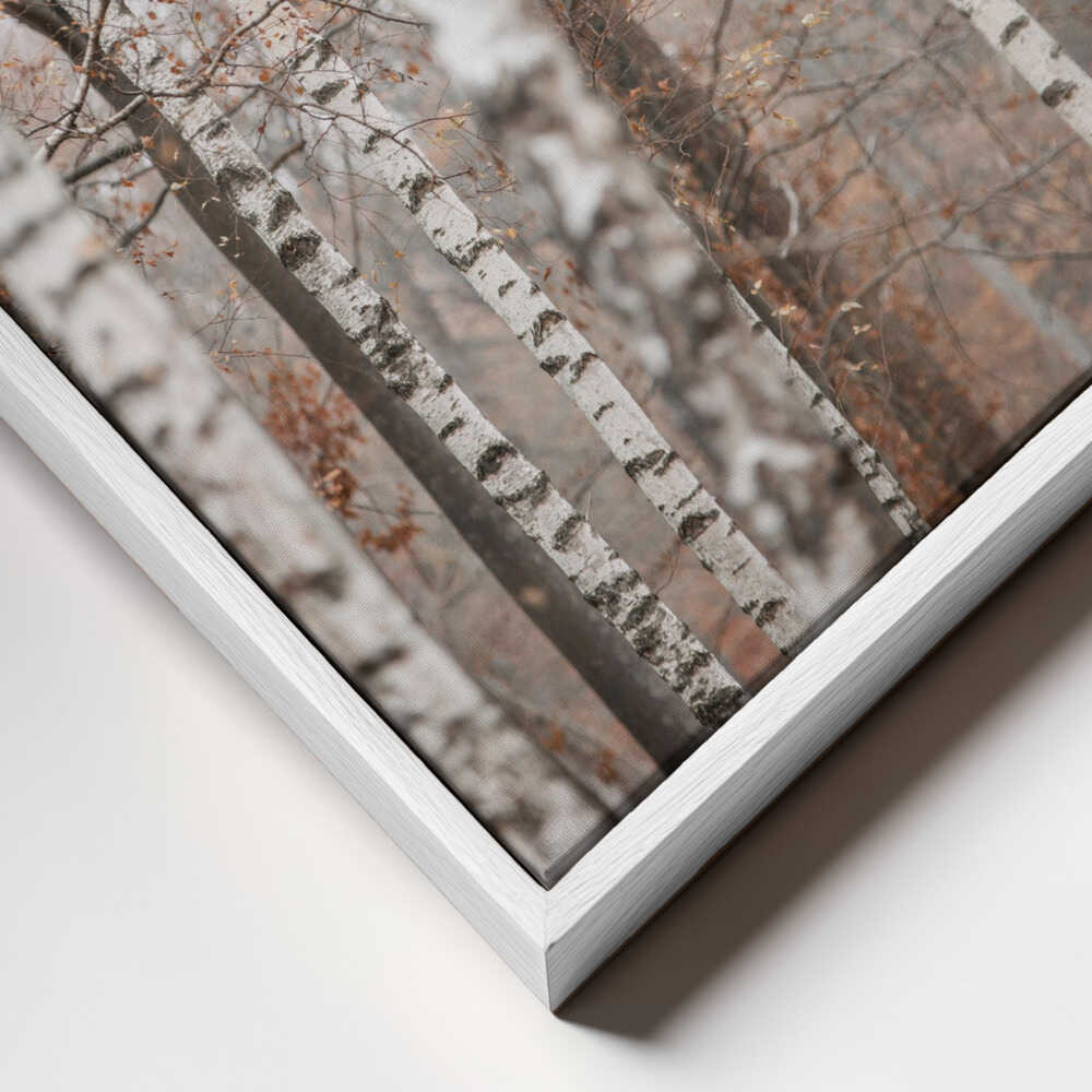 Birch Trees 6