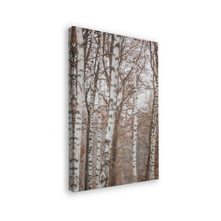 Birch Trees 6