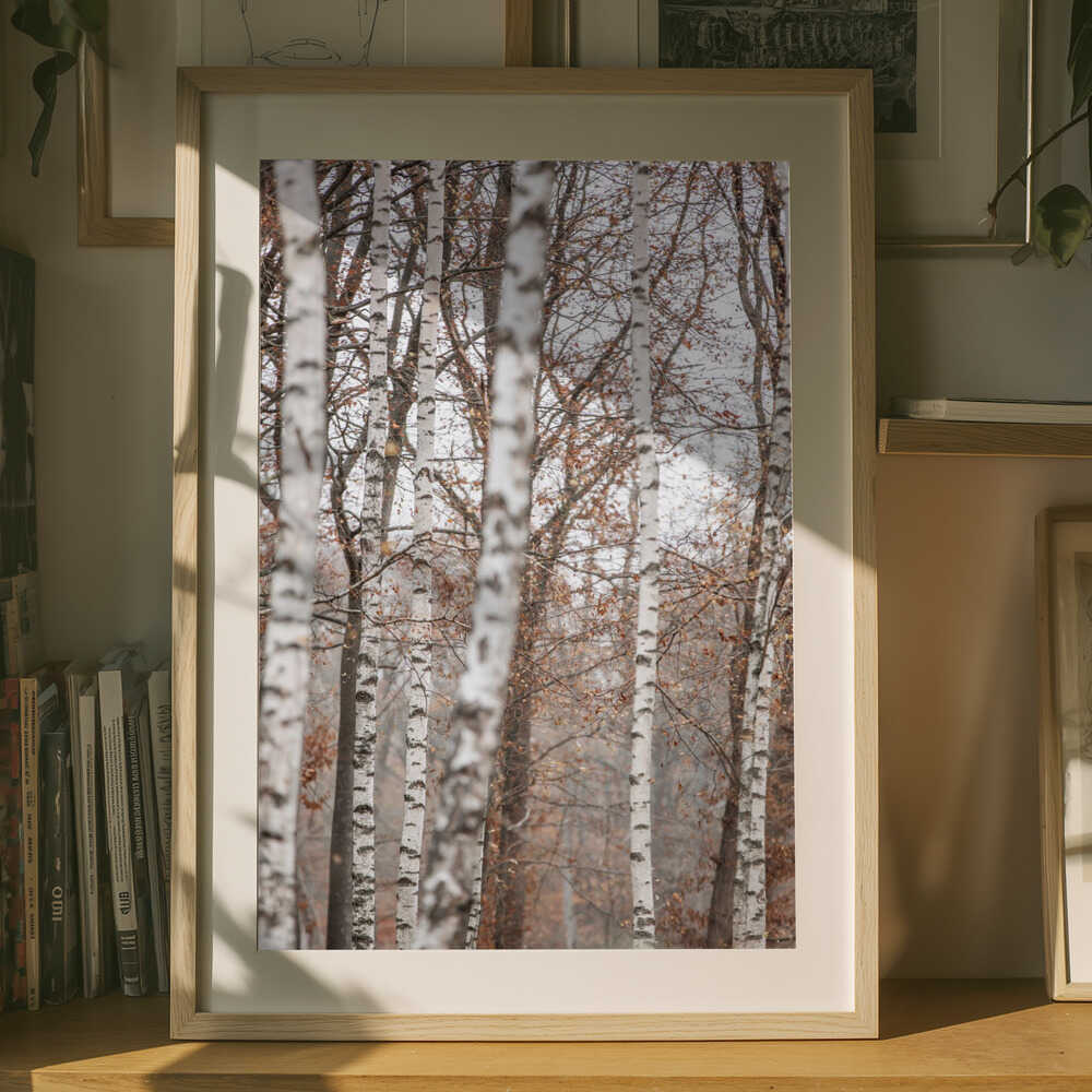 Birch Trees 6