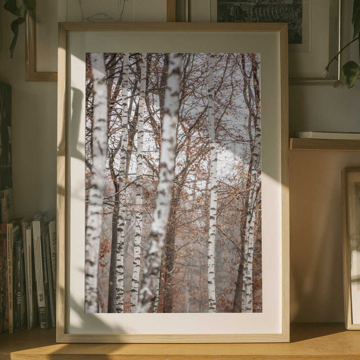 Birch Trees 6