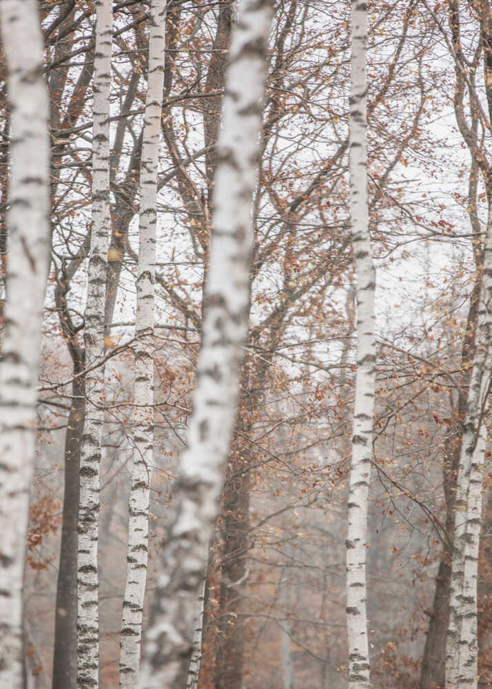 Birch Trees 6