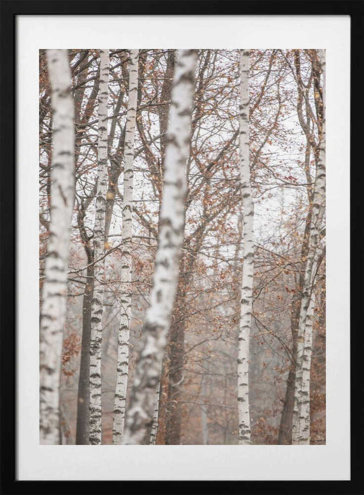 Birch Trees 6
