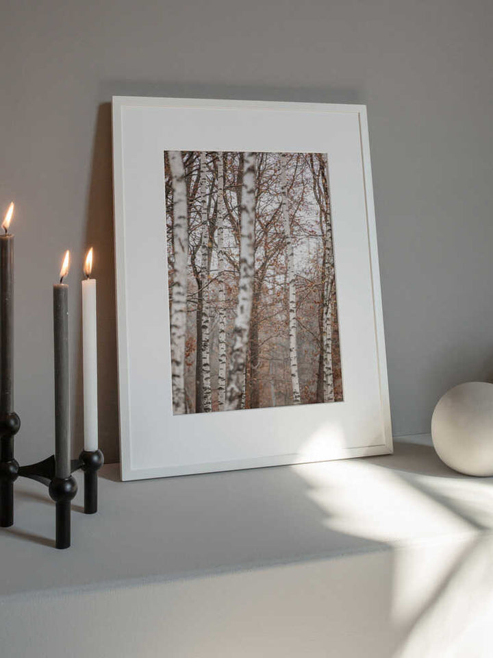 Birch Trees 6