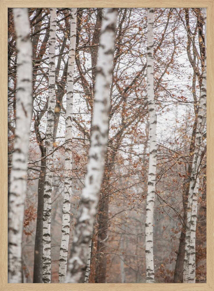 Birch Trees 6