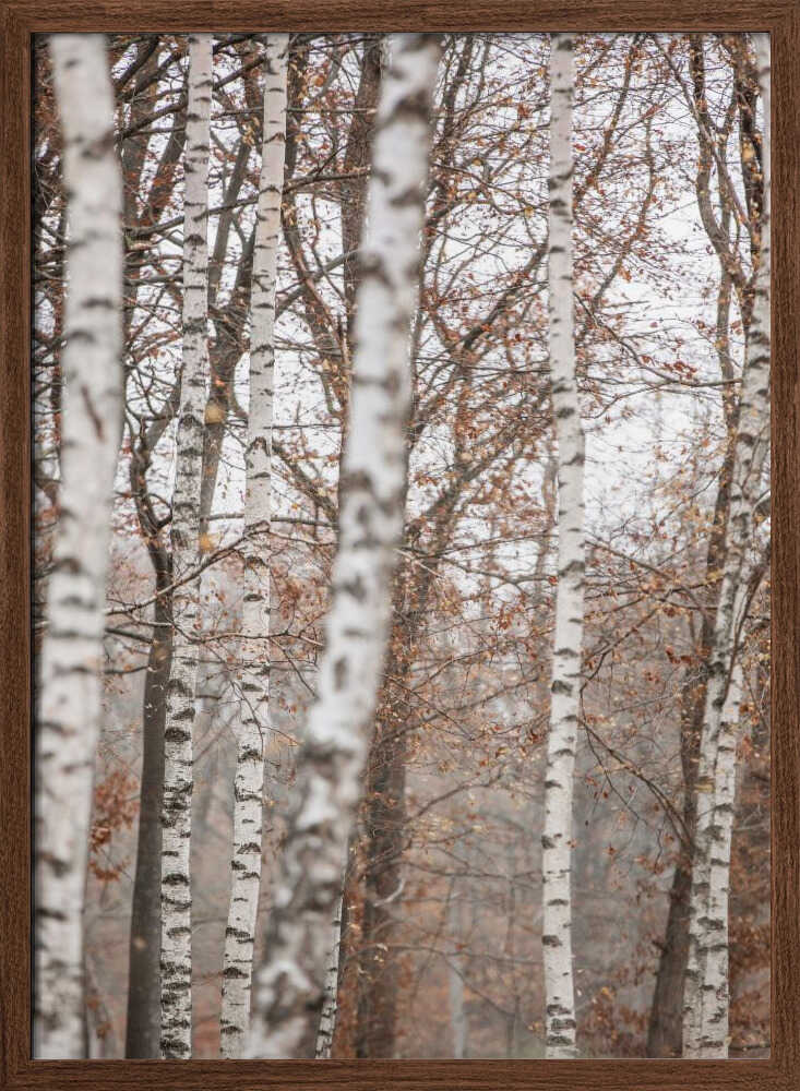 Birch Trees 6