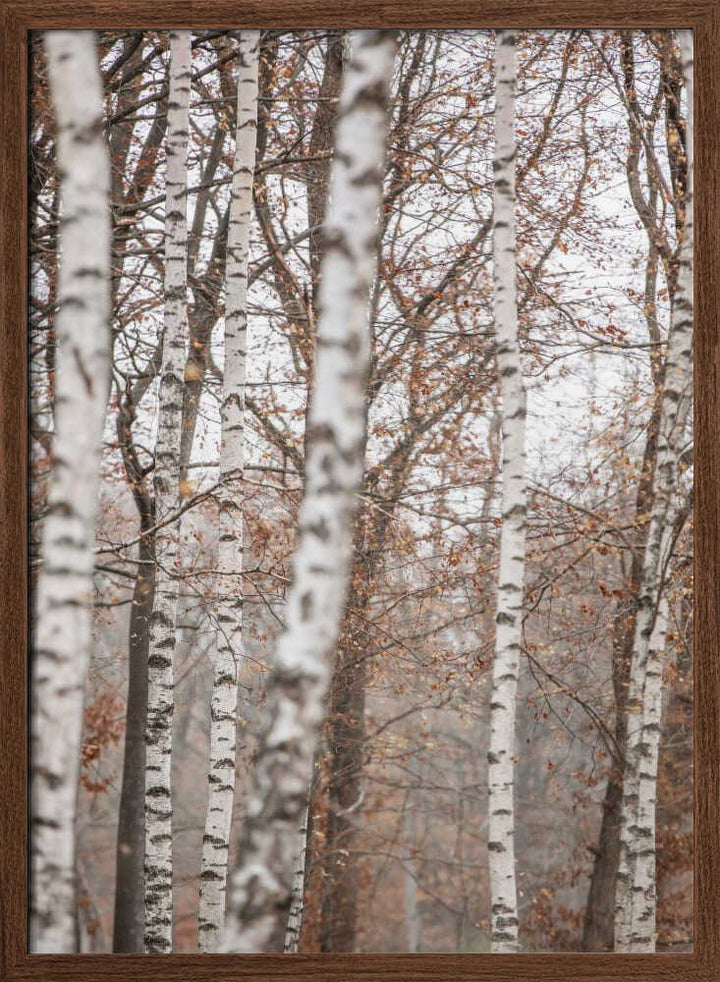 Birch Trees 6
