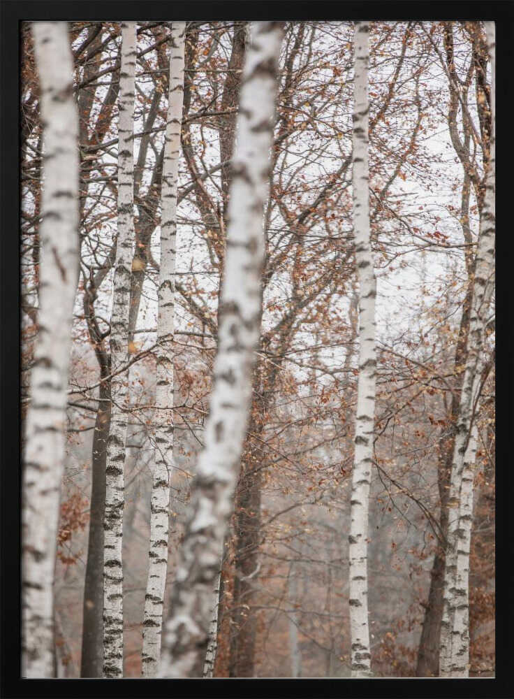 Birch Trees 6