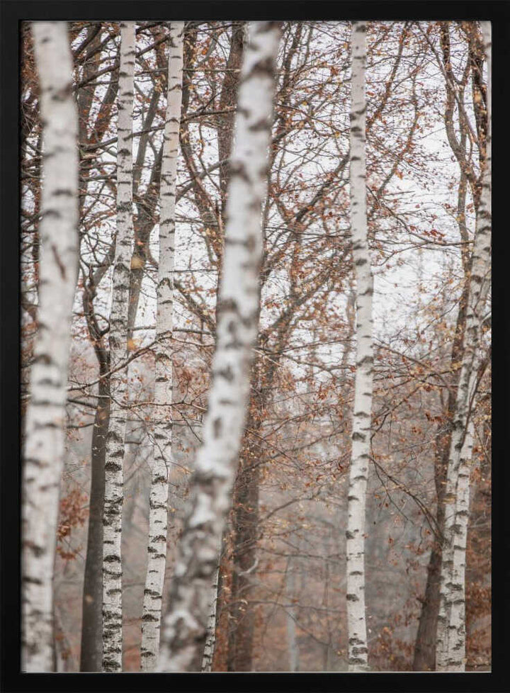 Birch Trees 6