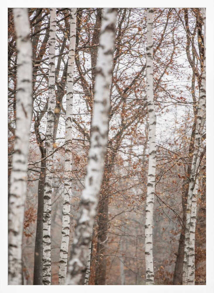 Birch Trees 6