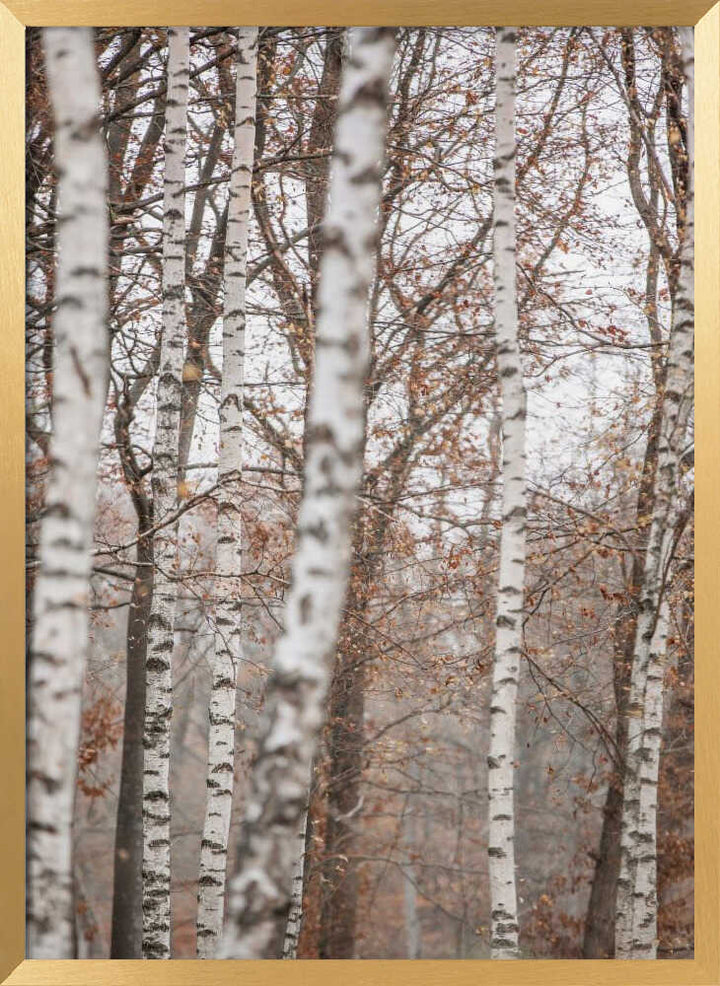 Birch Trees 6