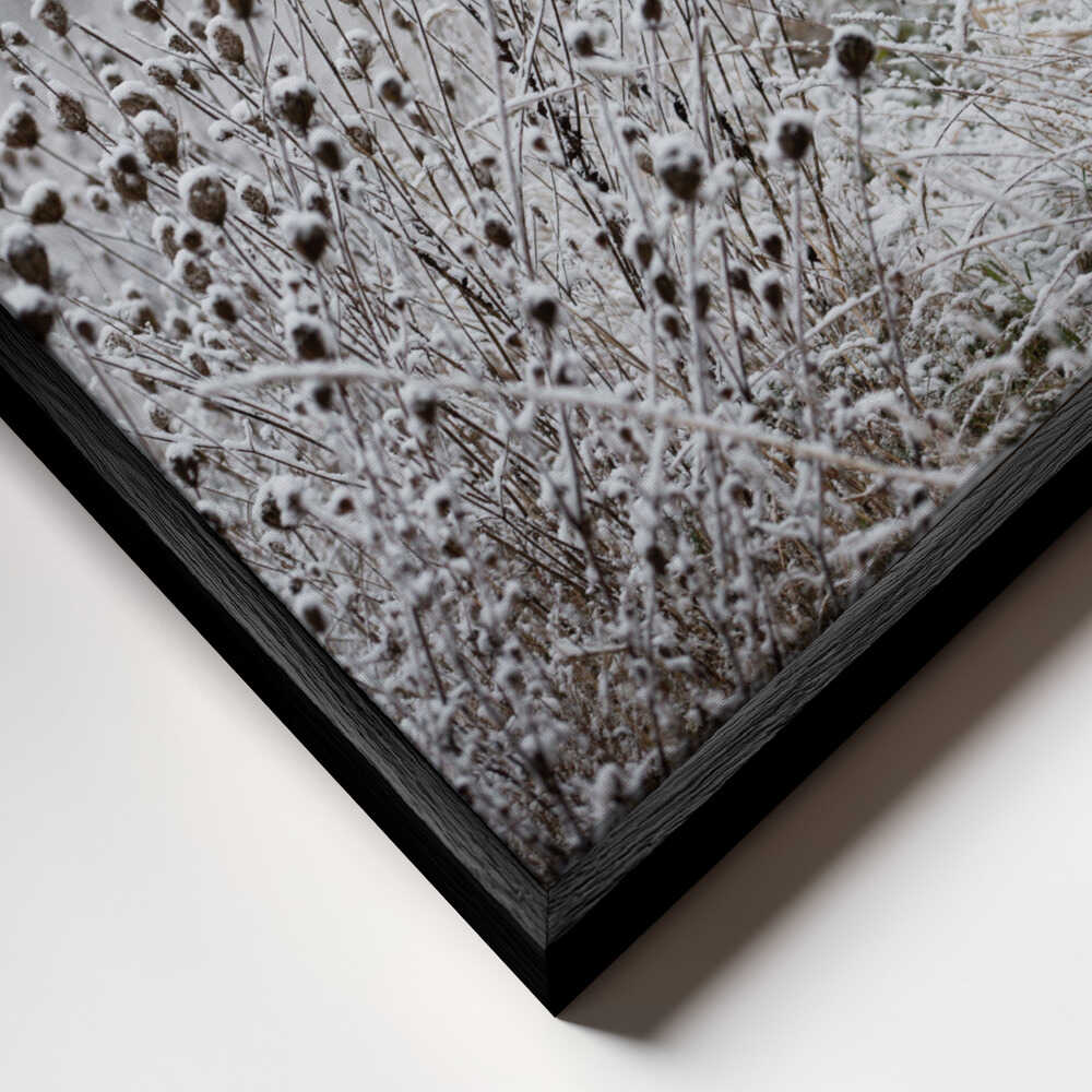 Winter Field 4