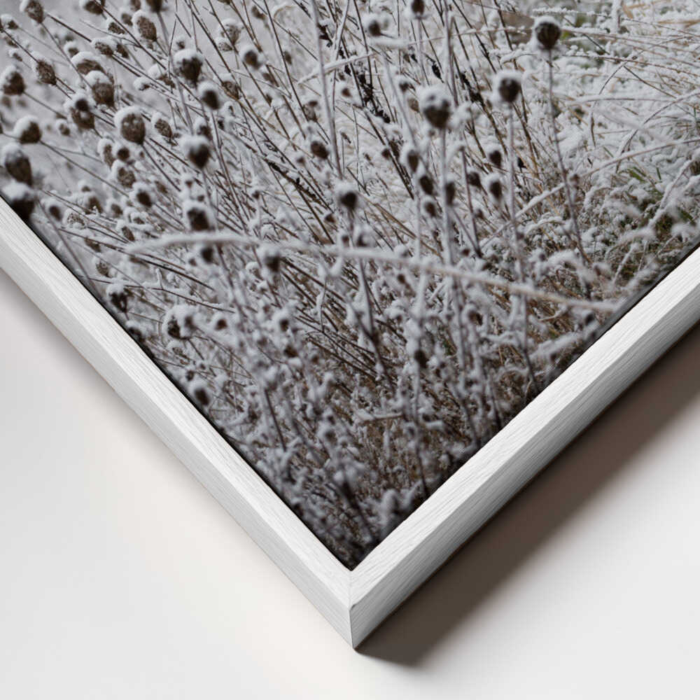 Winter Field 4