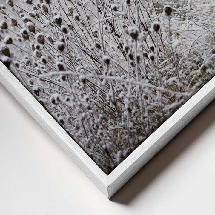 Winter Field 4