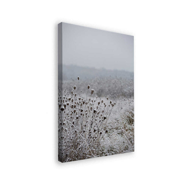 Winter Field 4
