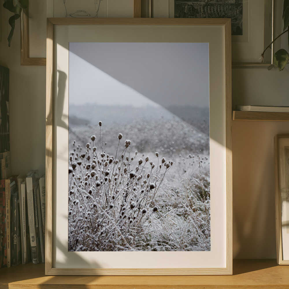 Winter Field 4