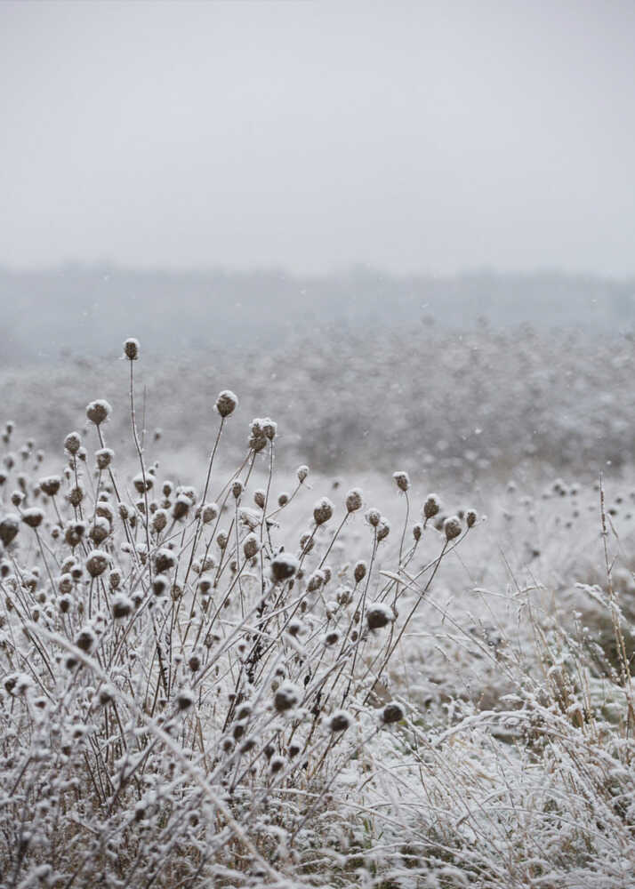 Winter Field 4