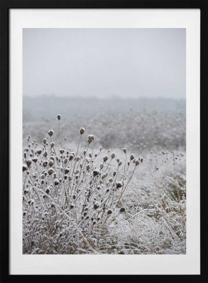 Winter Field 4