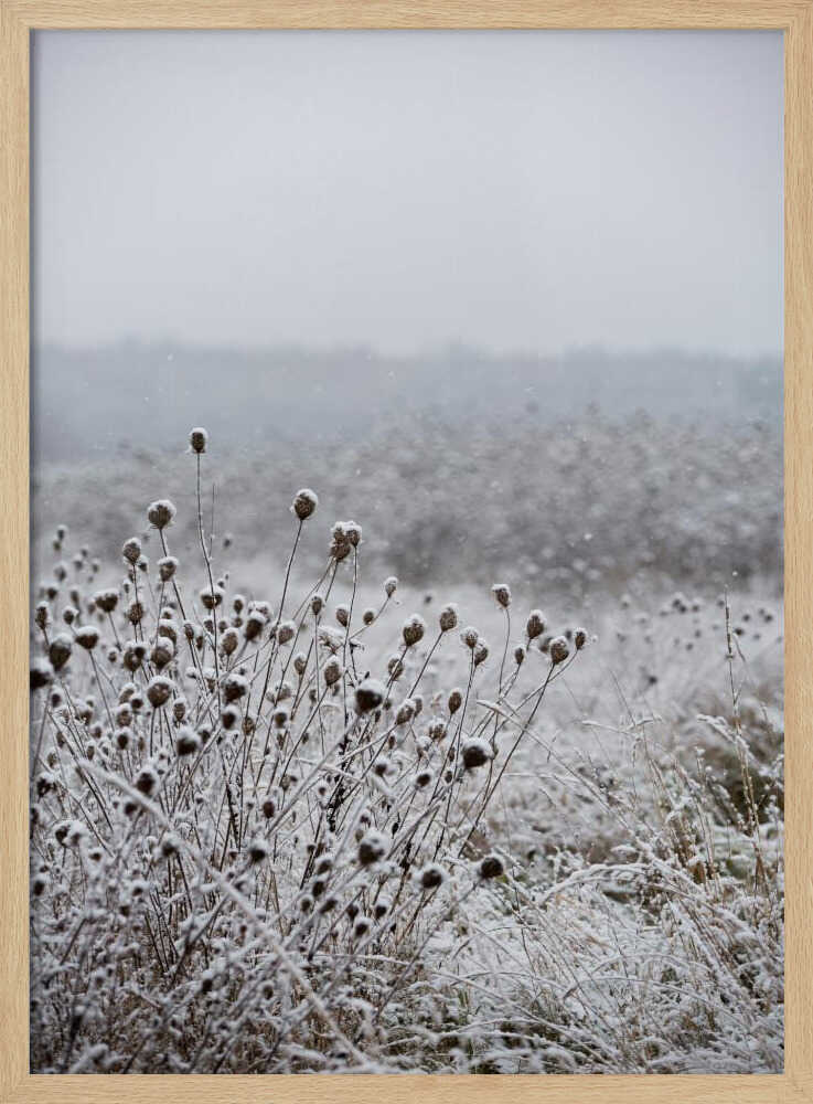 Winter Field 4