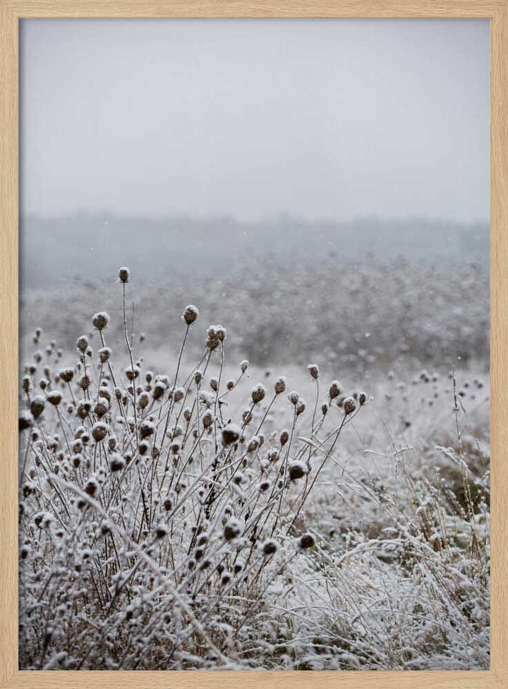 Winter Field 4