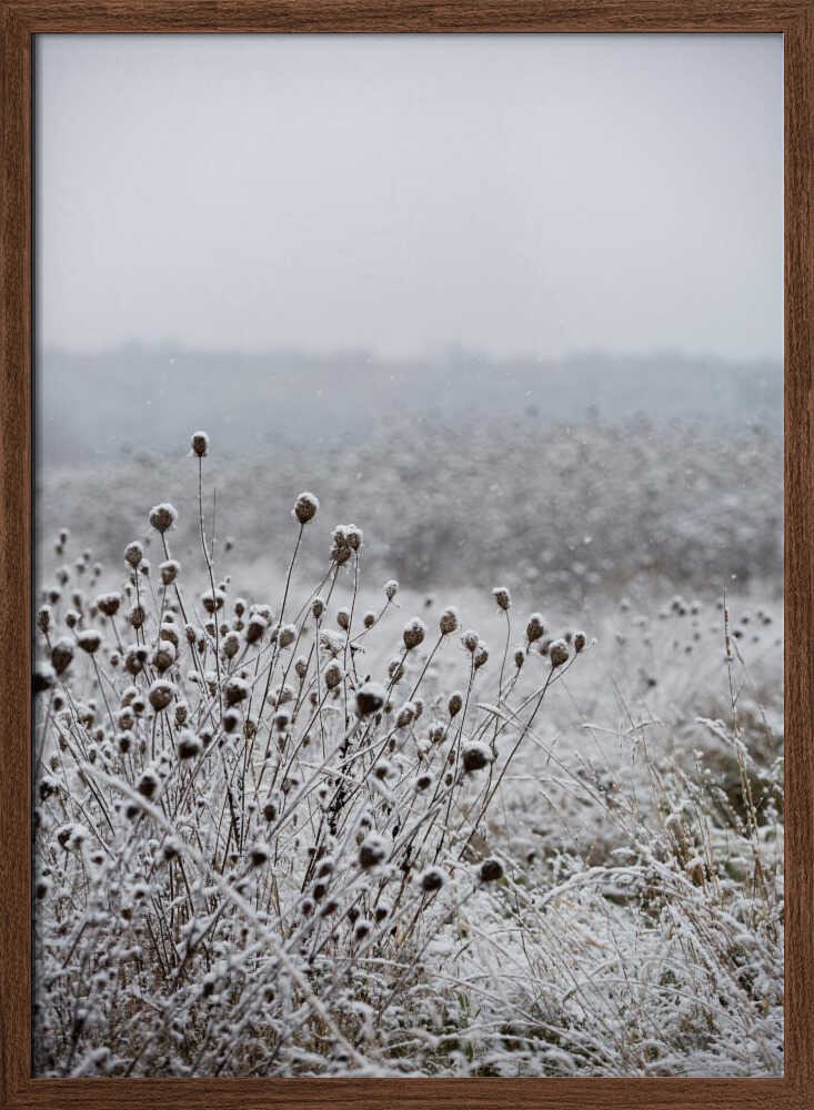 Winter Field 4