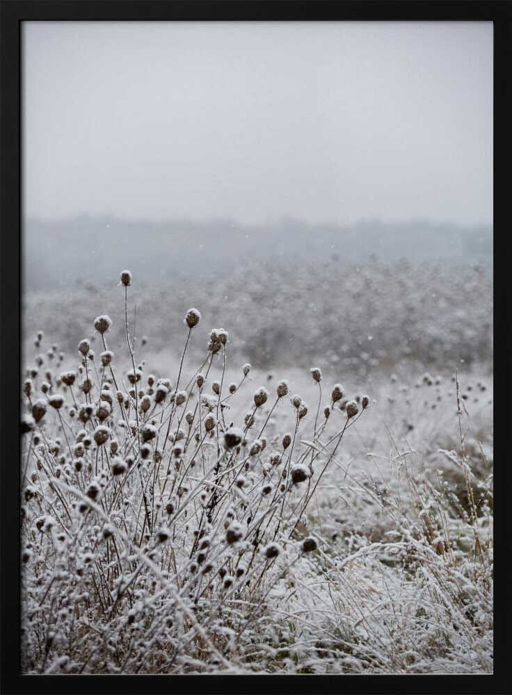 Winter Field 4