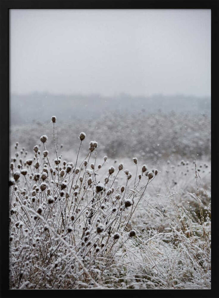 Winter Field 4