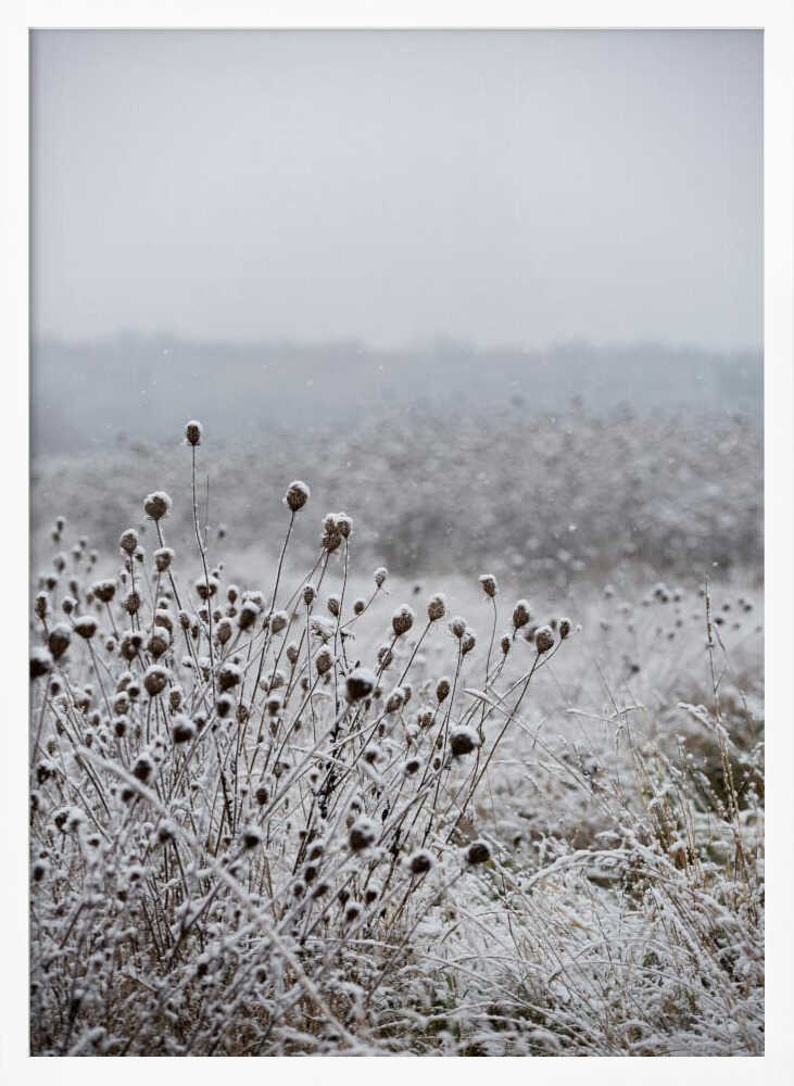 Winter Field 4