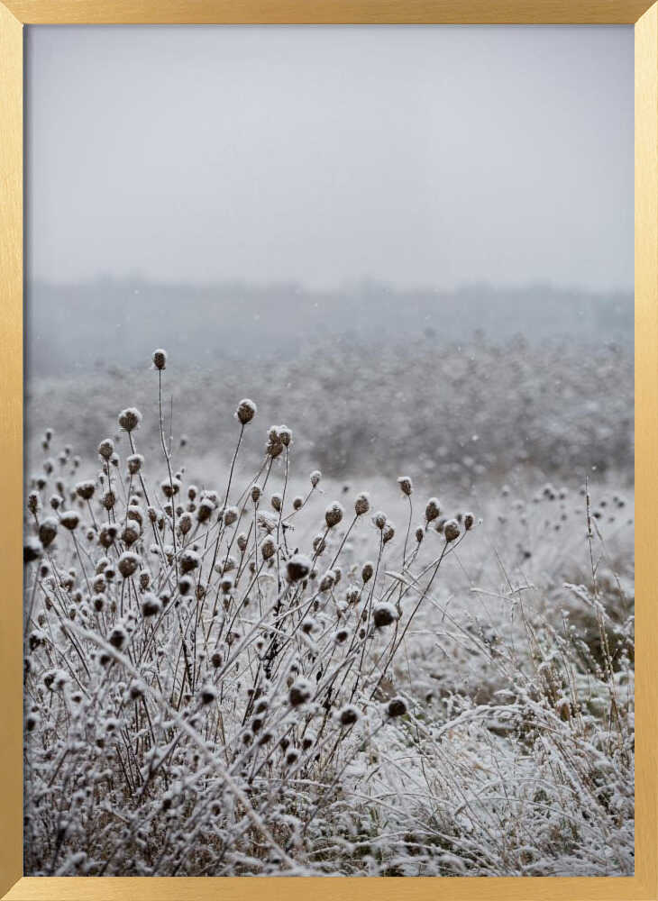 Winter Field 4