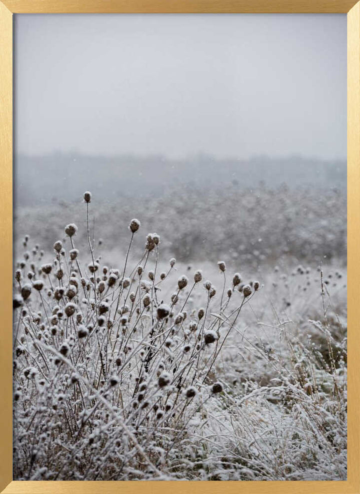Winter Field 4