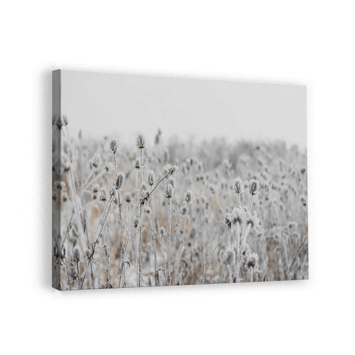 Winter Field 5