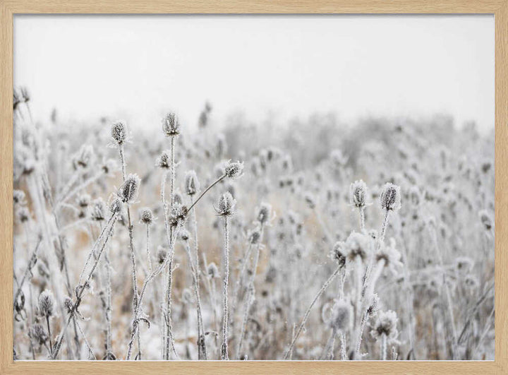 Winter Field 5