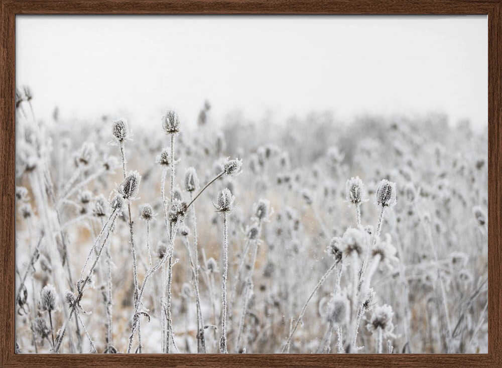 Winter Field 5