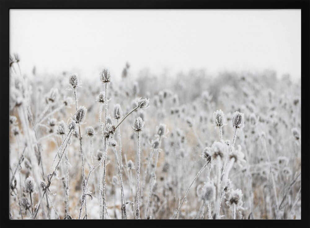 Winter Field 5
